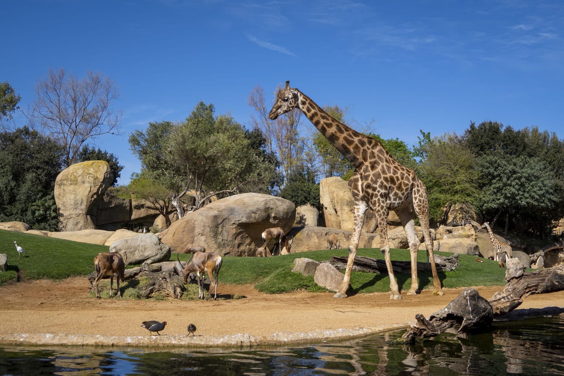 Abril-2023-Jirafas-y-antilopes-en-la-sabana-africana-de-BIOPARC-Valencia_2-2048x1256