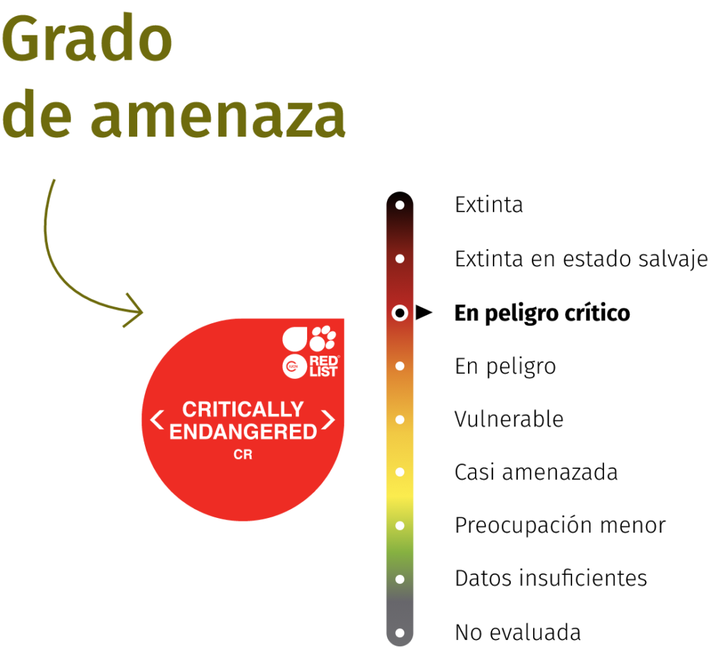 Bull shark - BIOPARC Gijón Aquarium