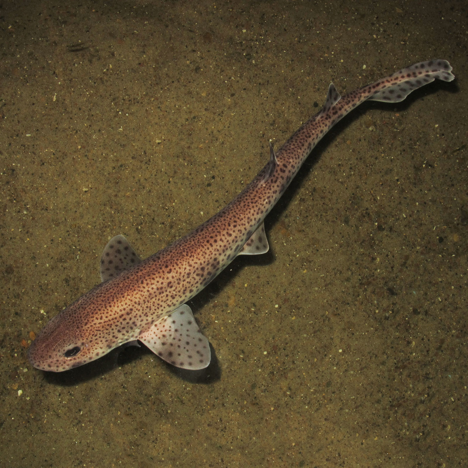 tiburon-pintarroja-Scyliorhinus_canicula