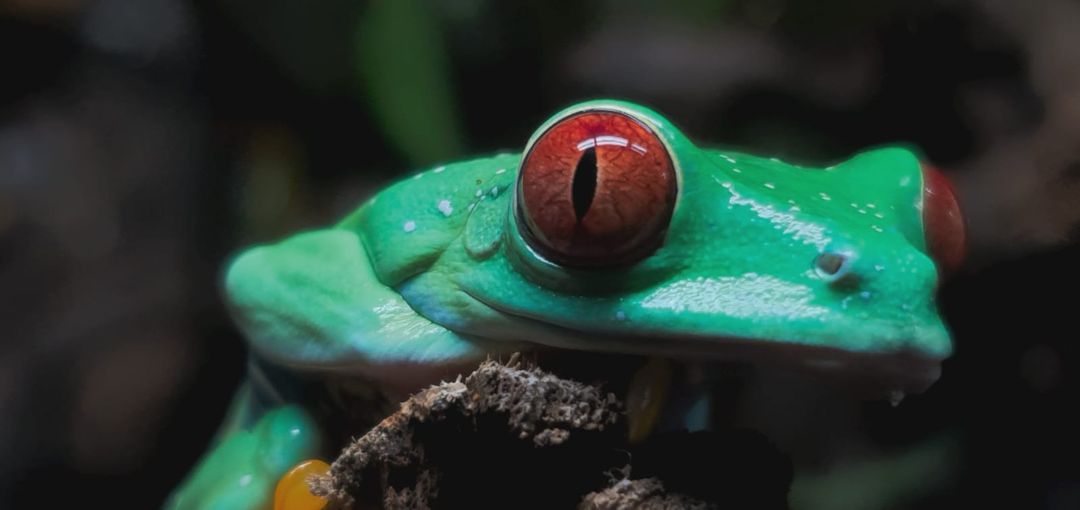 RANA OJOS ROJOS