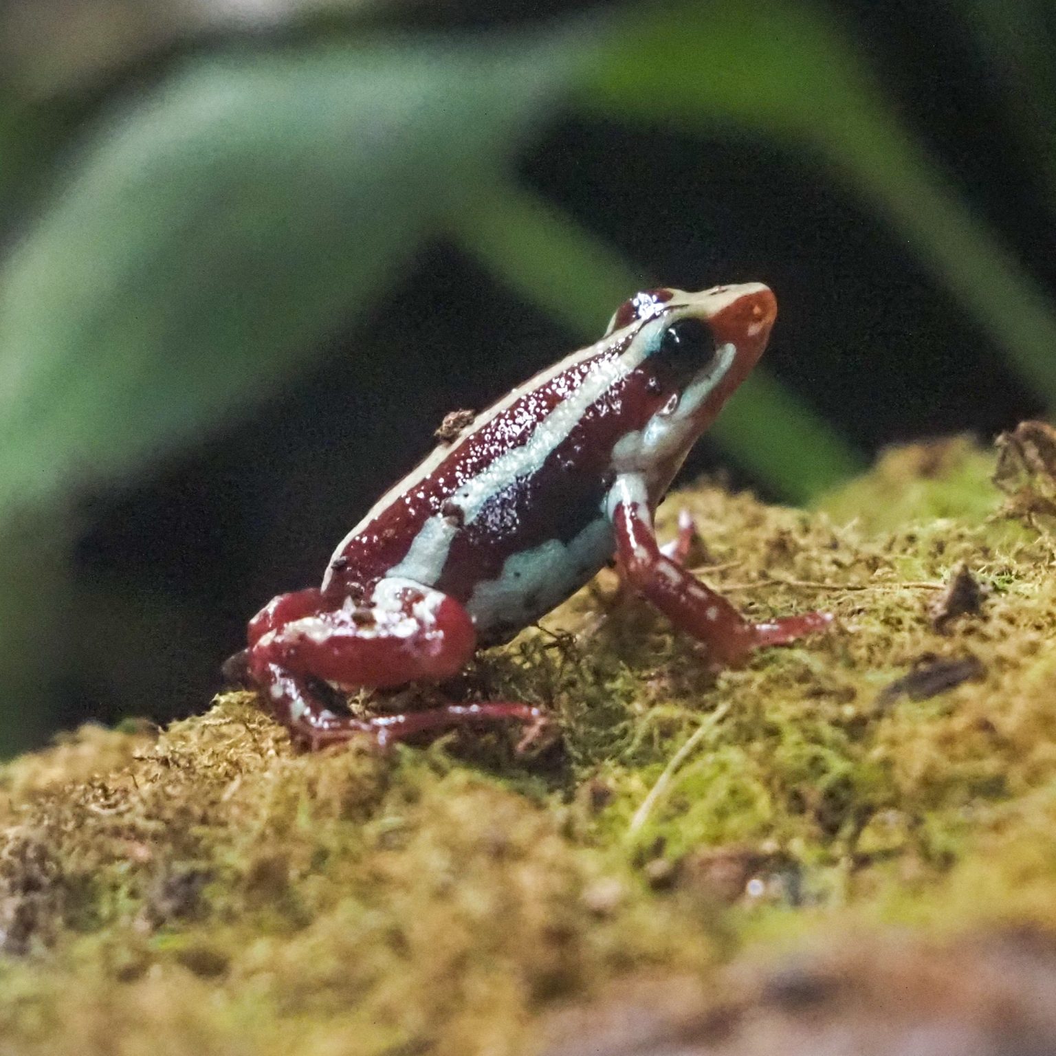 rana-punta-de-flecha-tricolor-bioparc-acuario-de-gij-n