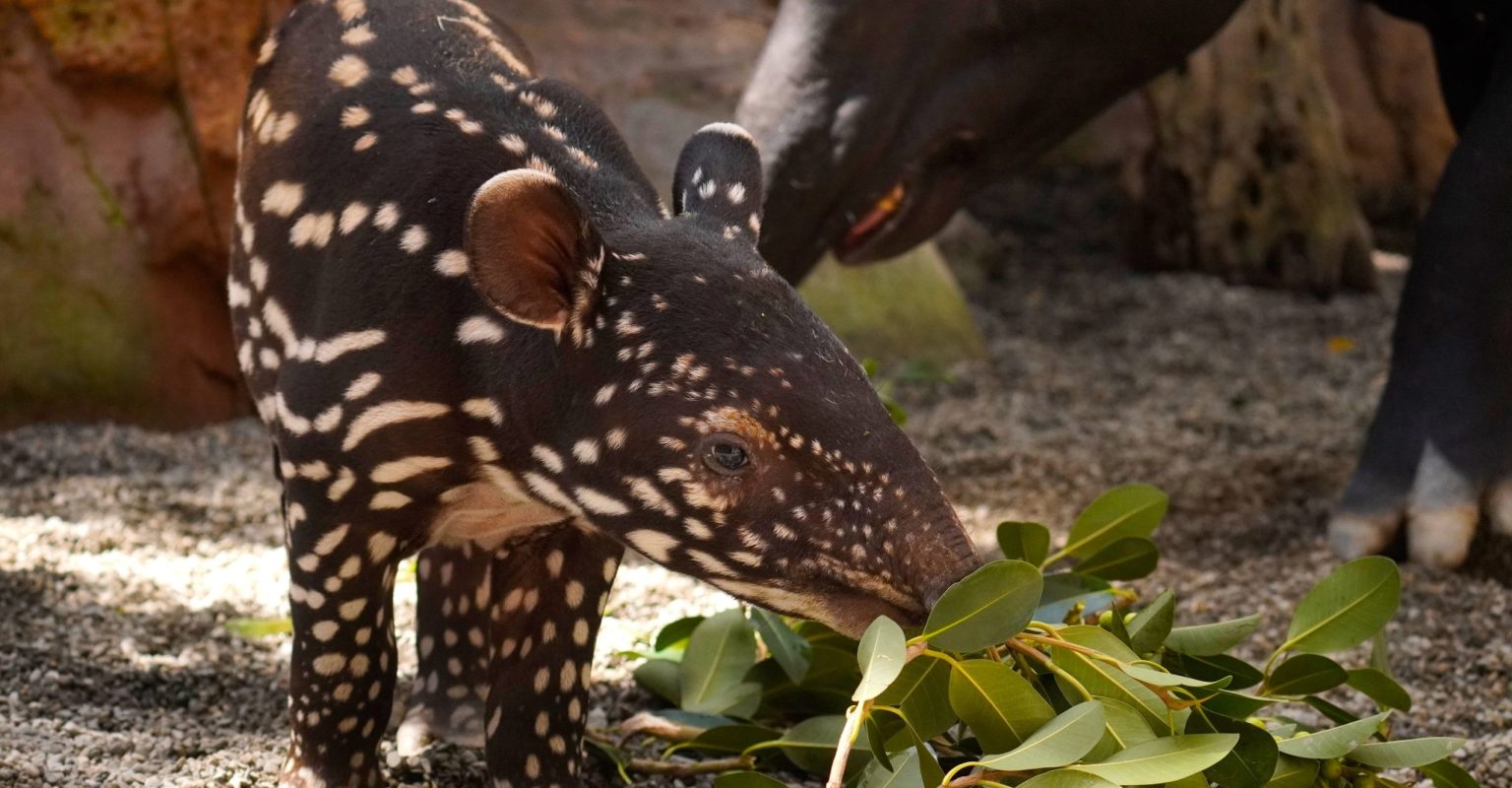 Cría tapir malayo Bioparc Fuengirola-min Cría tapir malayo Bioparc Fuengirola-min